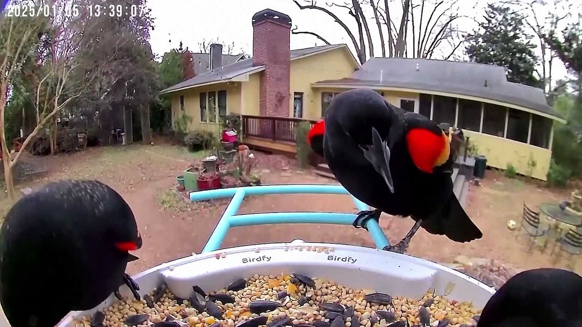 As bird flu continues to ravage poultry farms, concern grows about how it targets wildlife