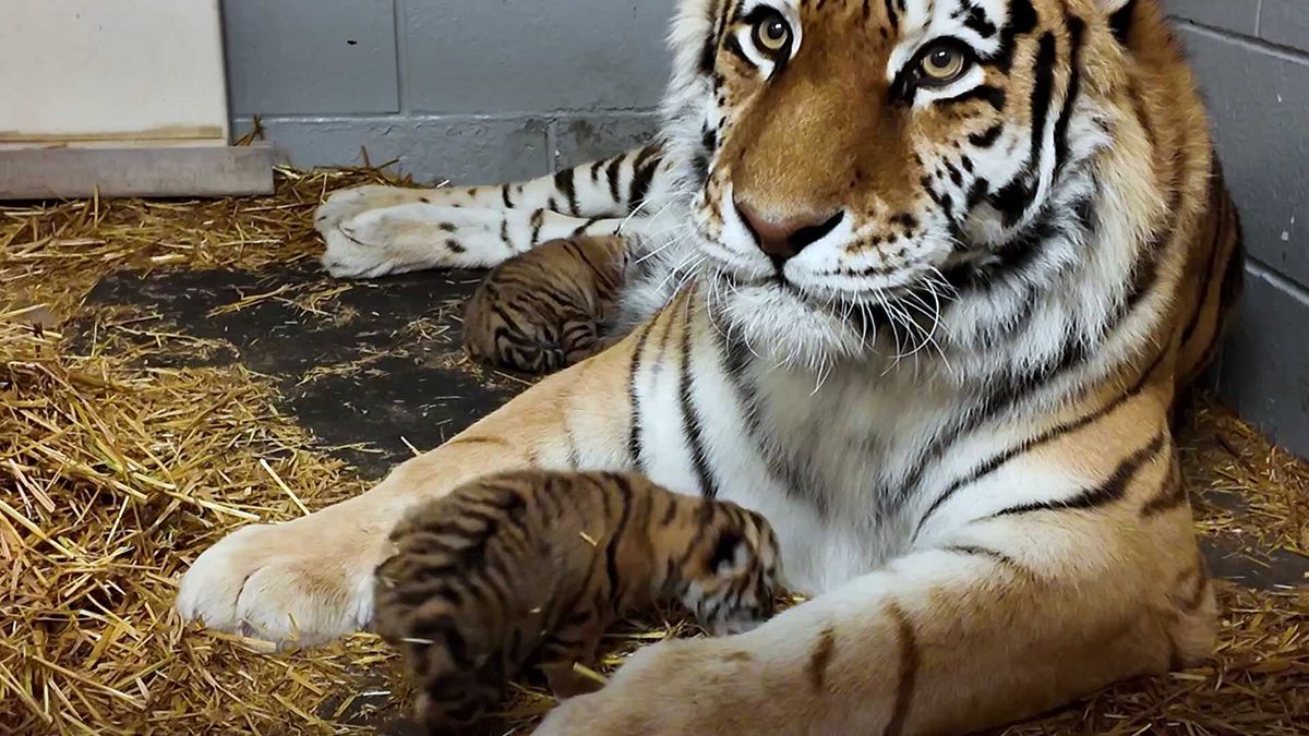 The Minnesota Zoo celebrates the birth of two new rare baby tigers