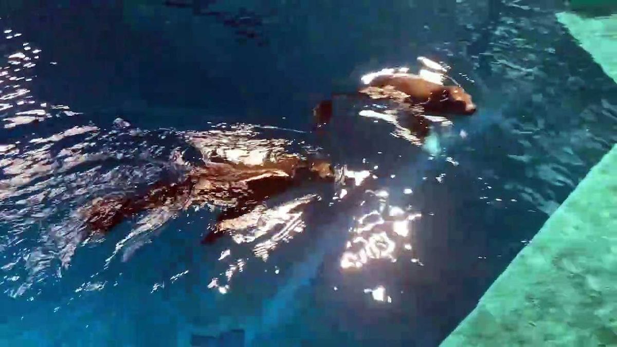 Meet the Minnesota Zoo's newest attraction, sea lions Flynn and Hudson