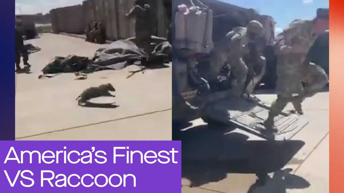 Drunk raccoon rampages in liquor store before passing out in bathroom