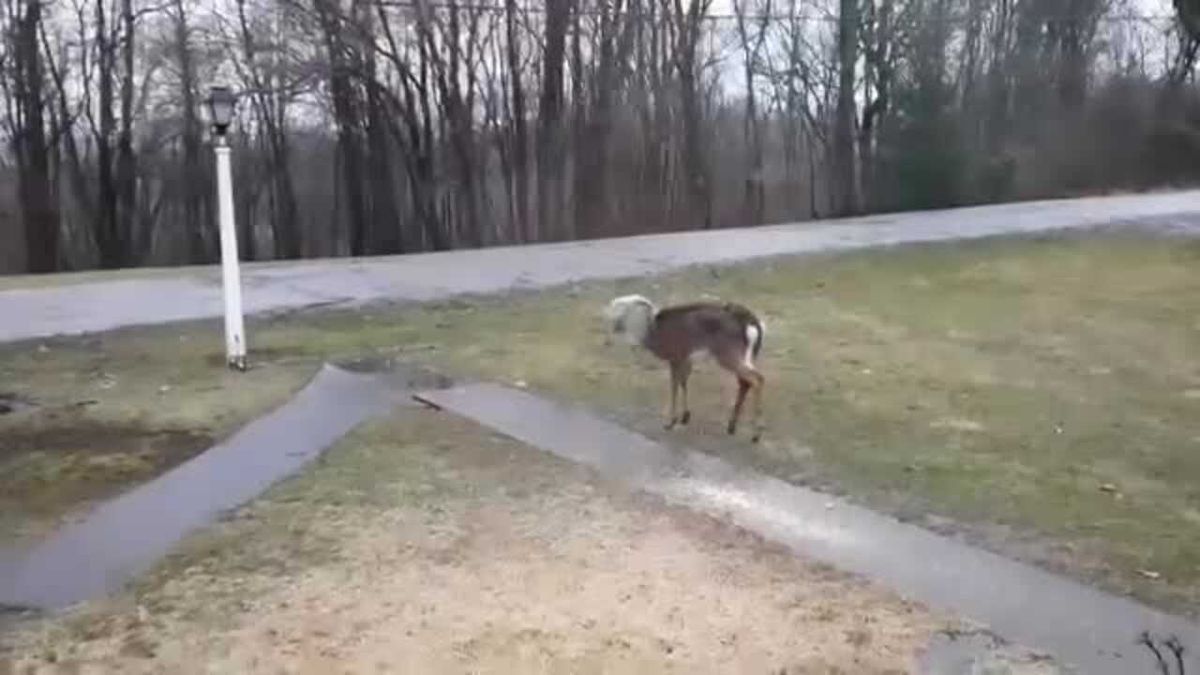 A deer fatally attacked a woman in Ohio, authorities say