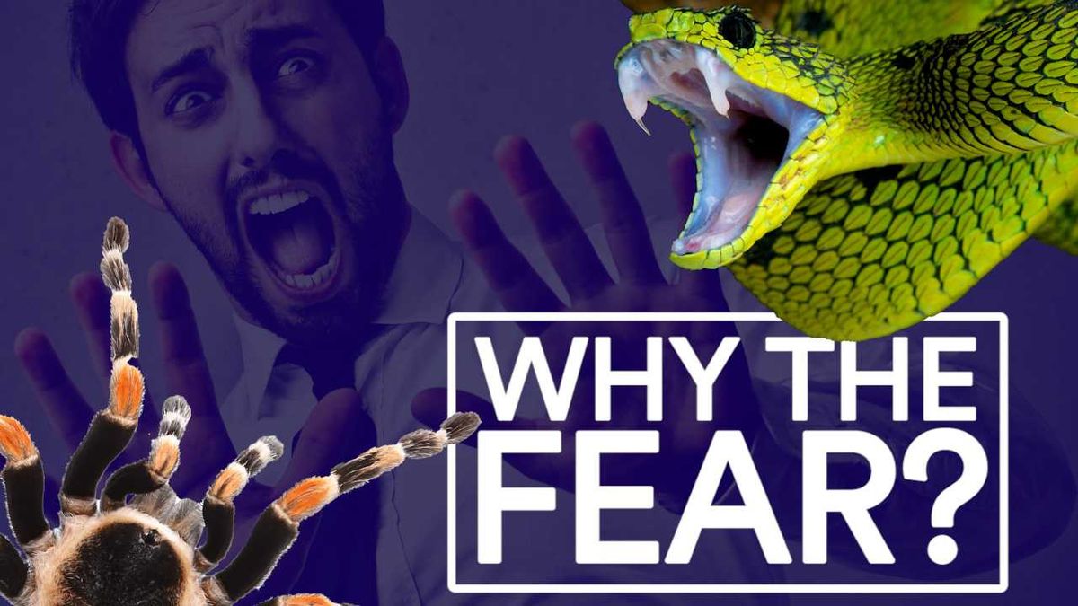 Newly-discovered tarantula species named the 'Genital King'