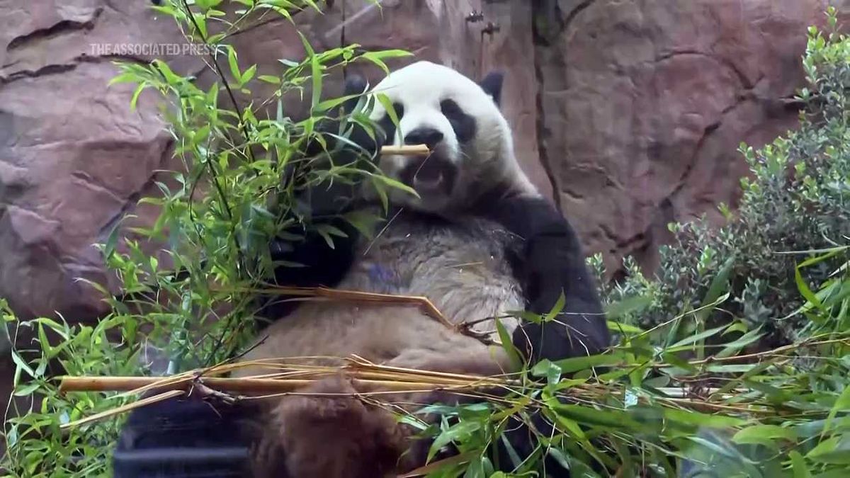 San Francisco Zoo prepares to welcome pandas to new home, despite U.S. trade war