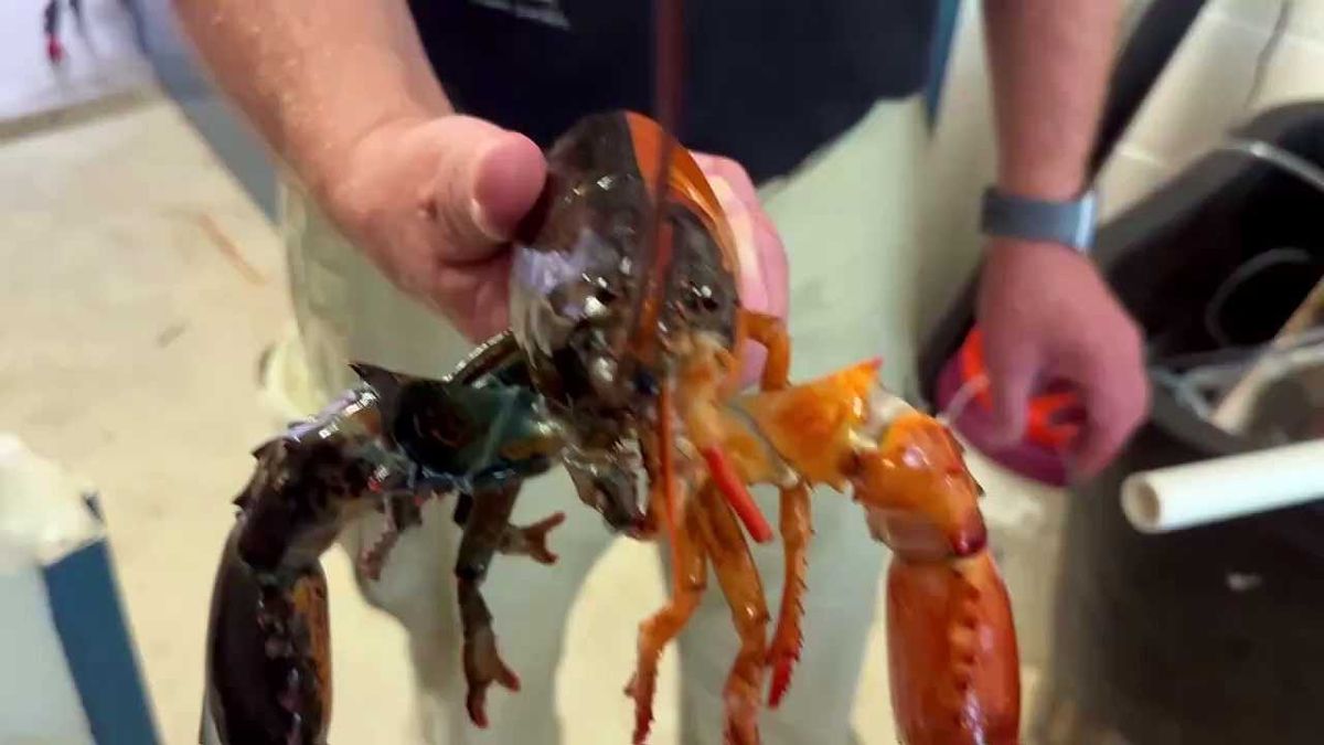 Fat Bear Week returns! Meet the bears you can vote on