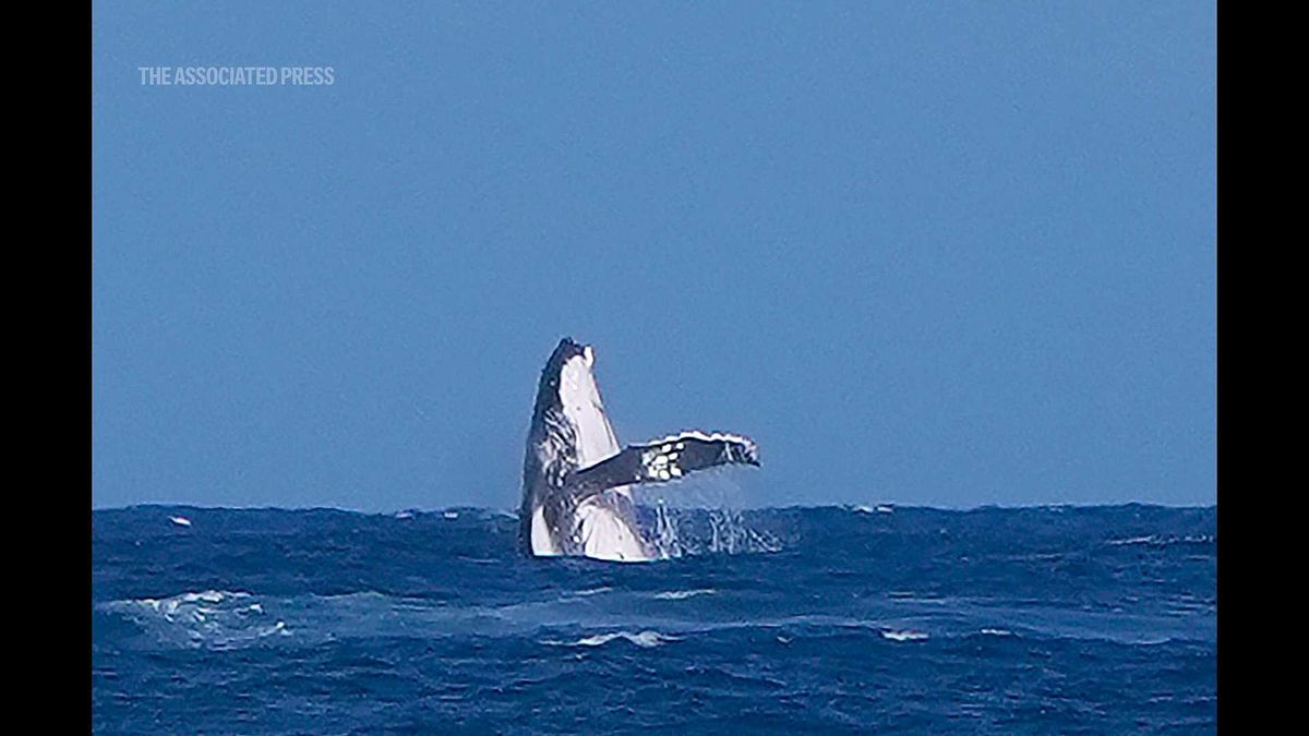 Olympic athletes find worms in their food