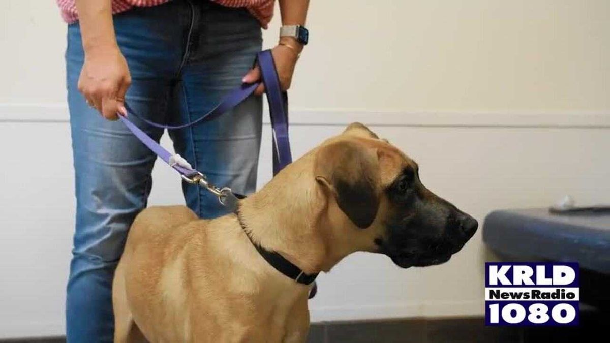 Ages 5 & up: How to spot dangerous toys