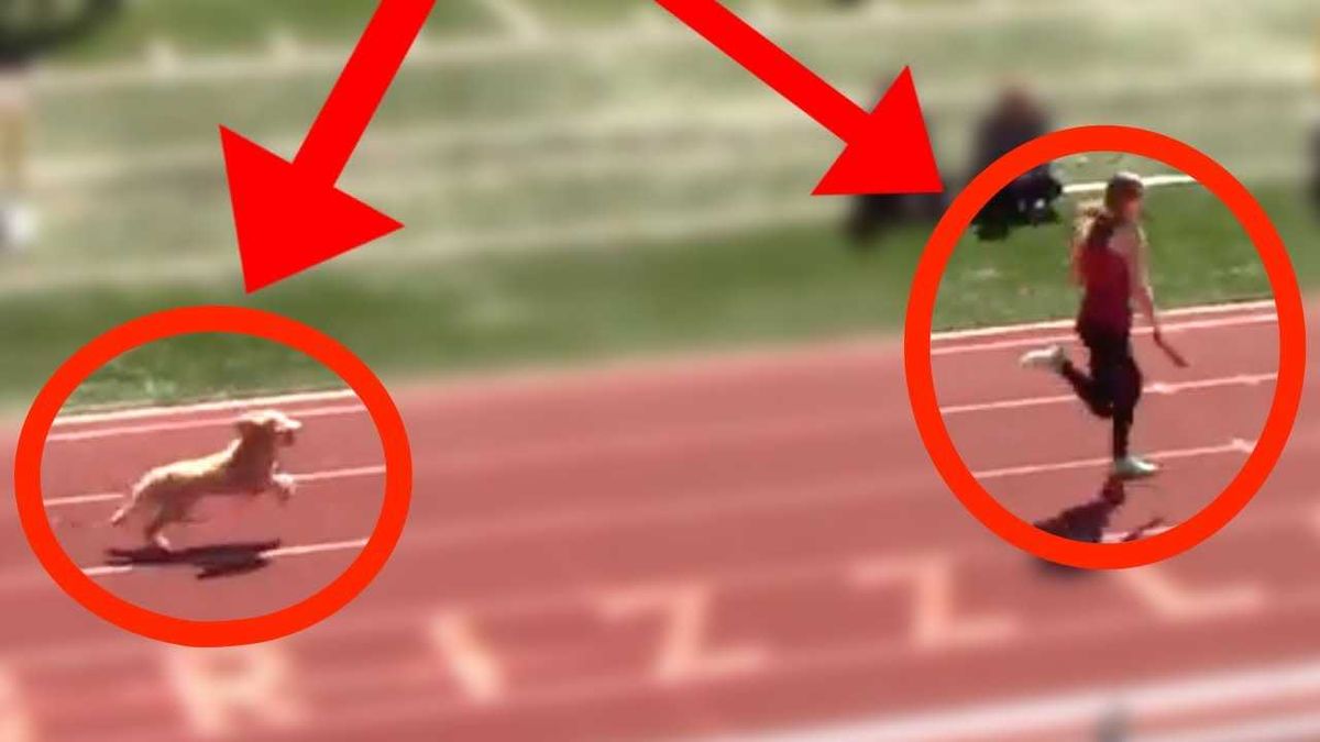 This Track Meet Has Gone To The Dogs