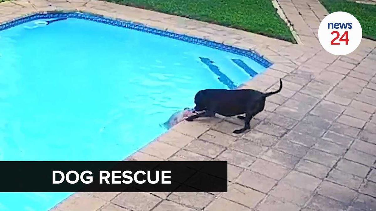 Watch Big Dog Saves Little Dog In Dramatic Video