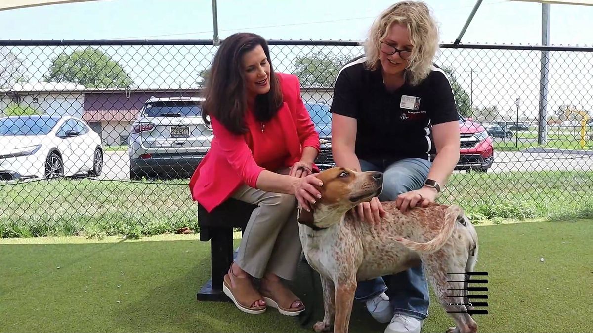 Kitty fat camp helps overweight felines find new homes