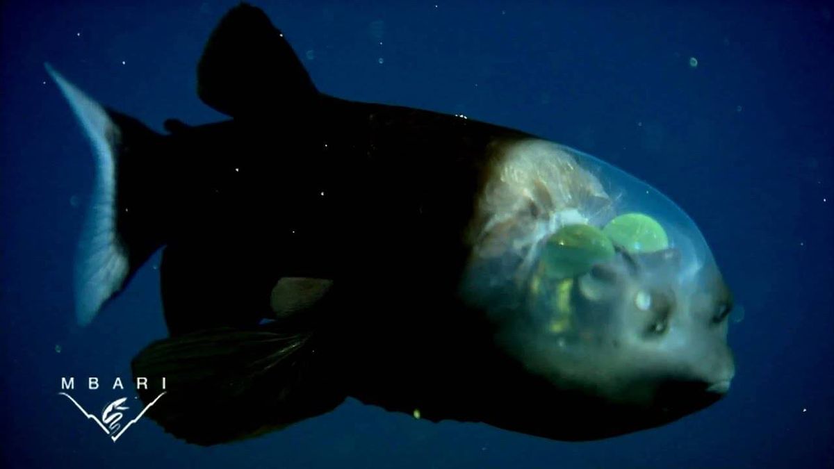 Aquarium researchers find deep sea fish with transparent head