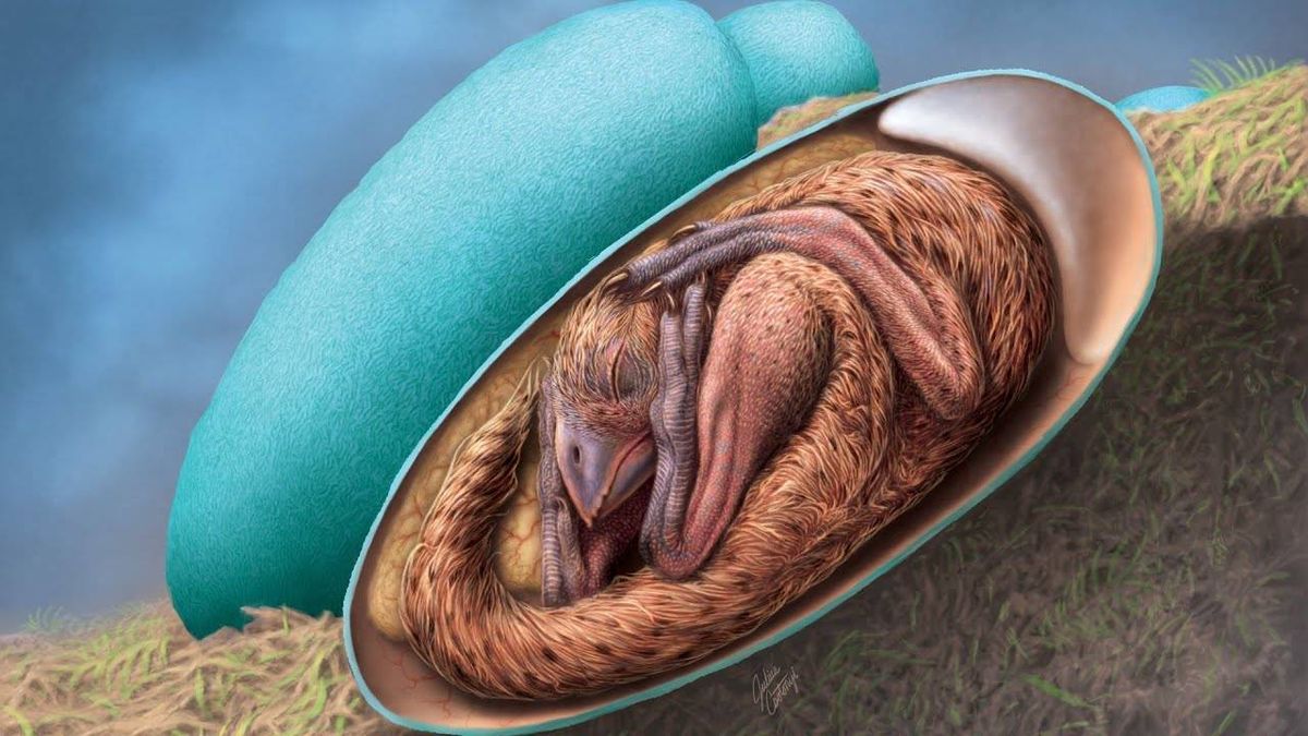'Perfectly preserved' baby dinosaur found inside fossilized egg