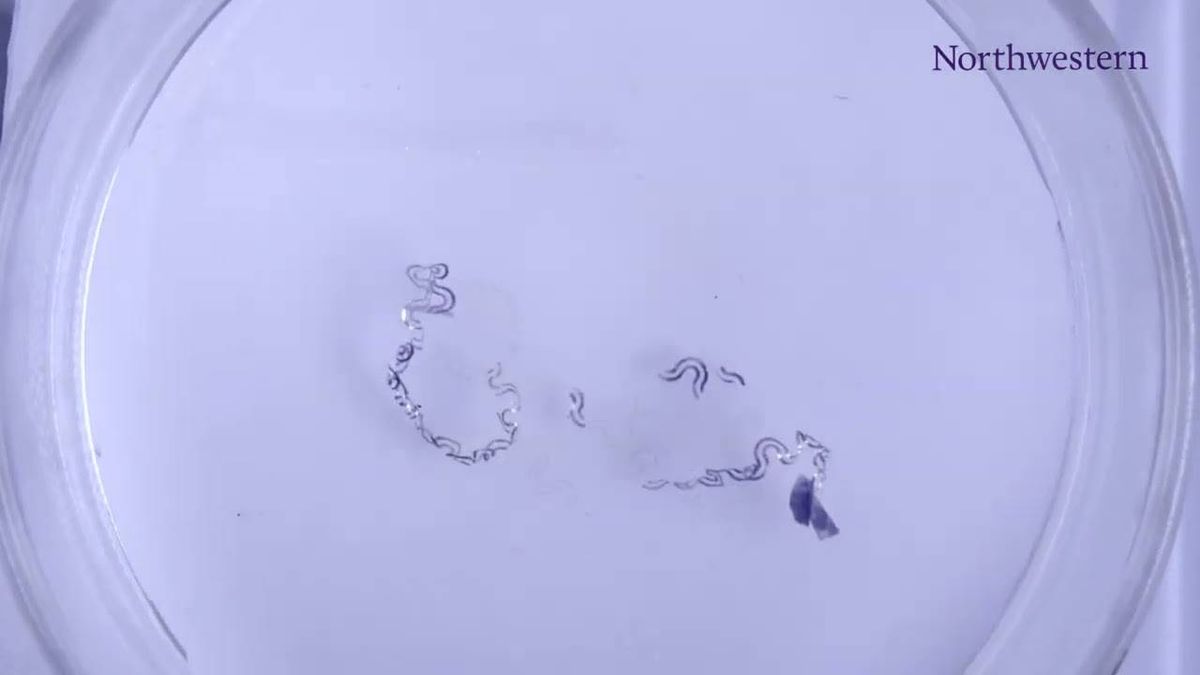 Northwestern researchers introduce first-of-its-kind pain relief device that would avoid opioid use