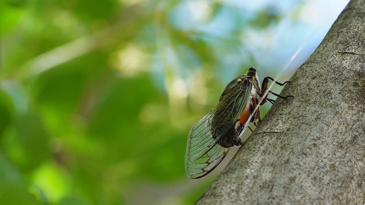 Cicada urine becomes pivotal in 3D printing