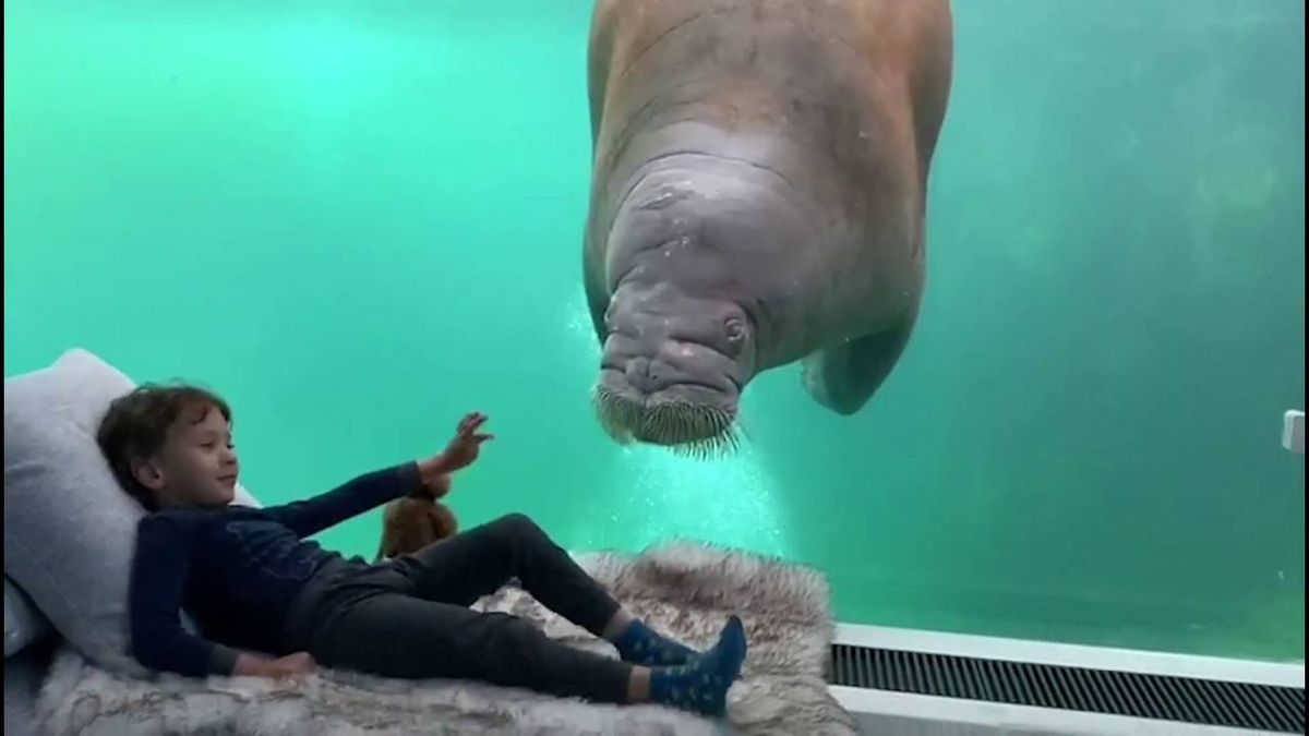 Sleep Next To A Walrus At This Belgium Resort