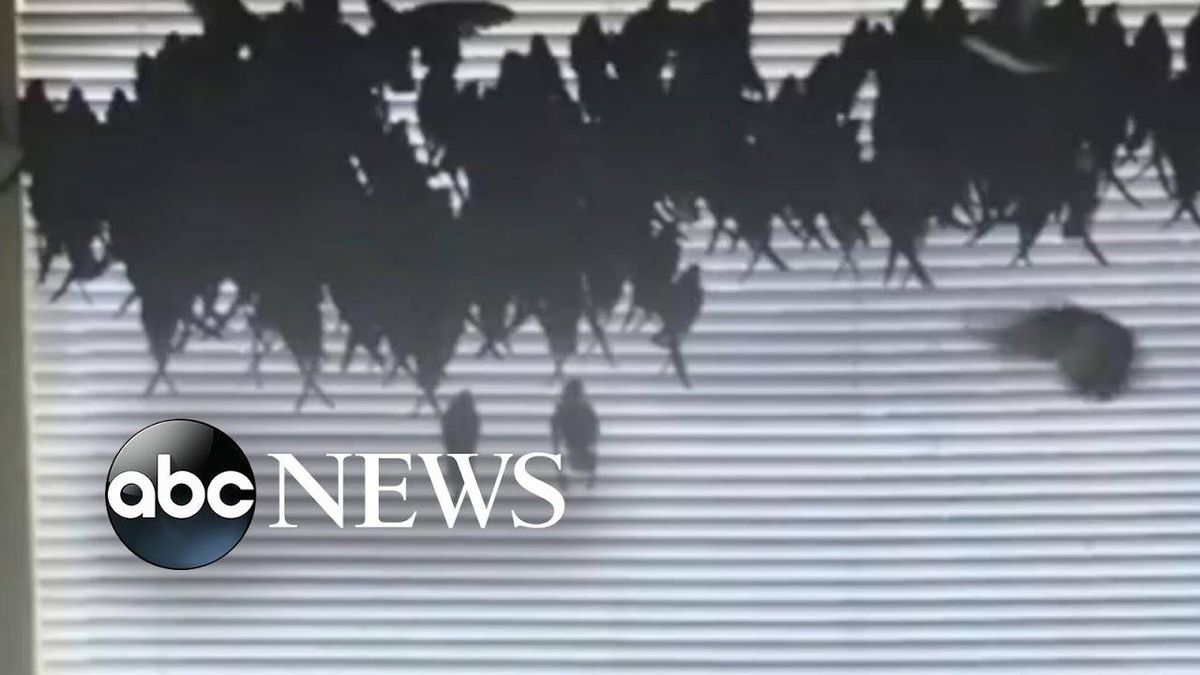 Family returns from vacation to find hundreds of birds have taken over home