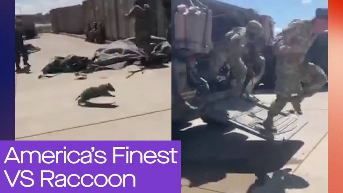 Drunk raccoon rampages in liquor store before passing out in bathroom