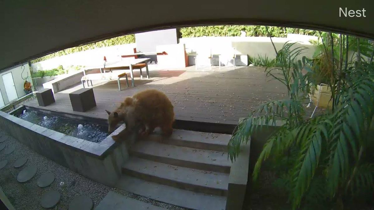 WATCH: Woman's 2 small dogs fearlessly chase huge brown bear out of her Pasadena kitchen