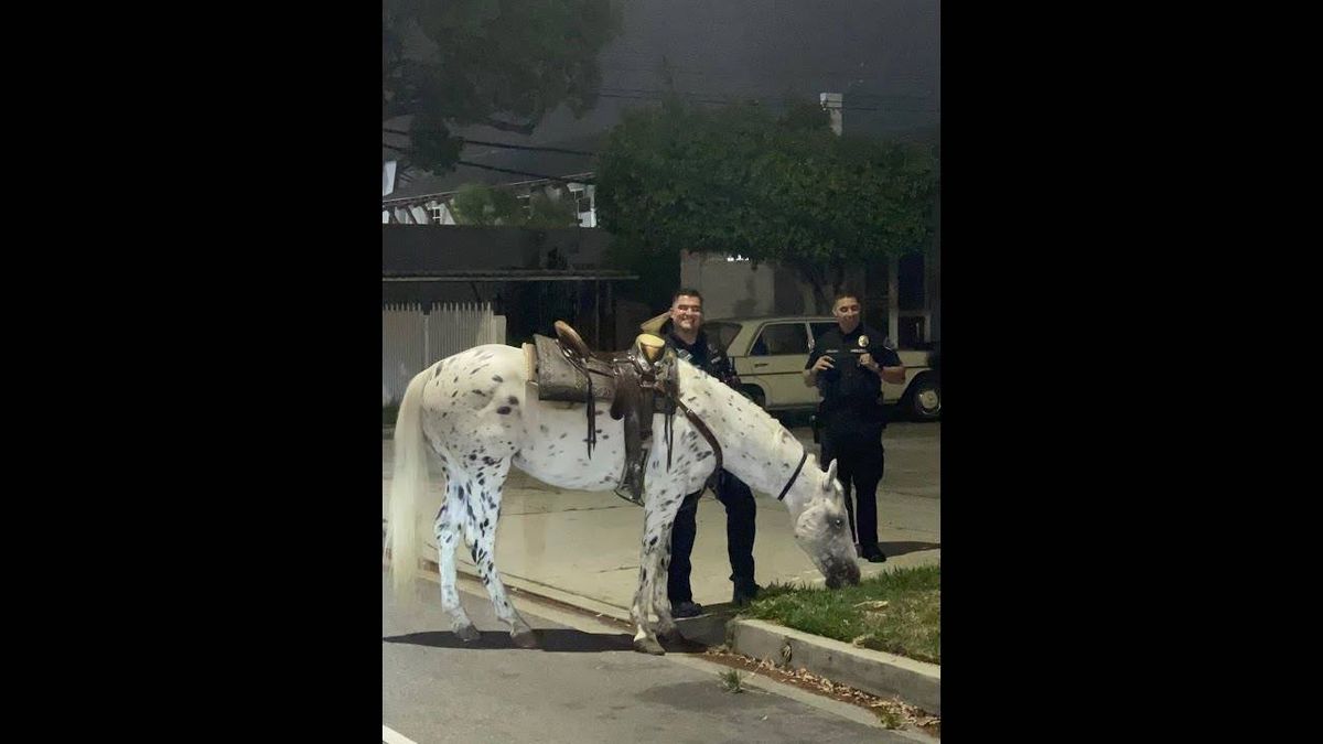 WATCH: Startled horse sprints through Burbank