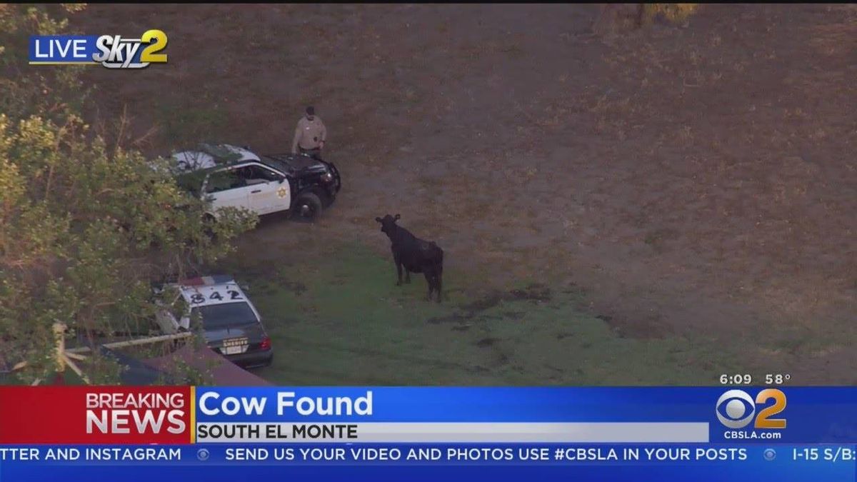 WATCH: Final cow found in South El Monte area will have its life spared thanks to Grammy- winning songwriter Diane Warren