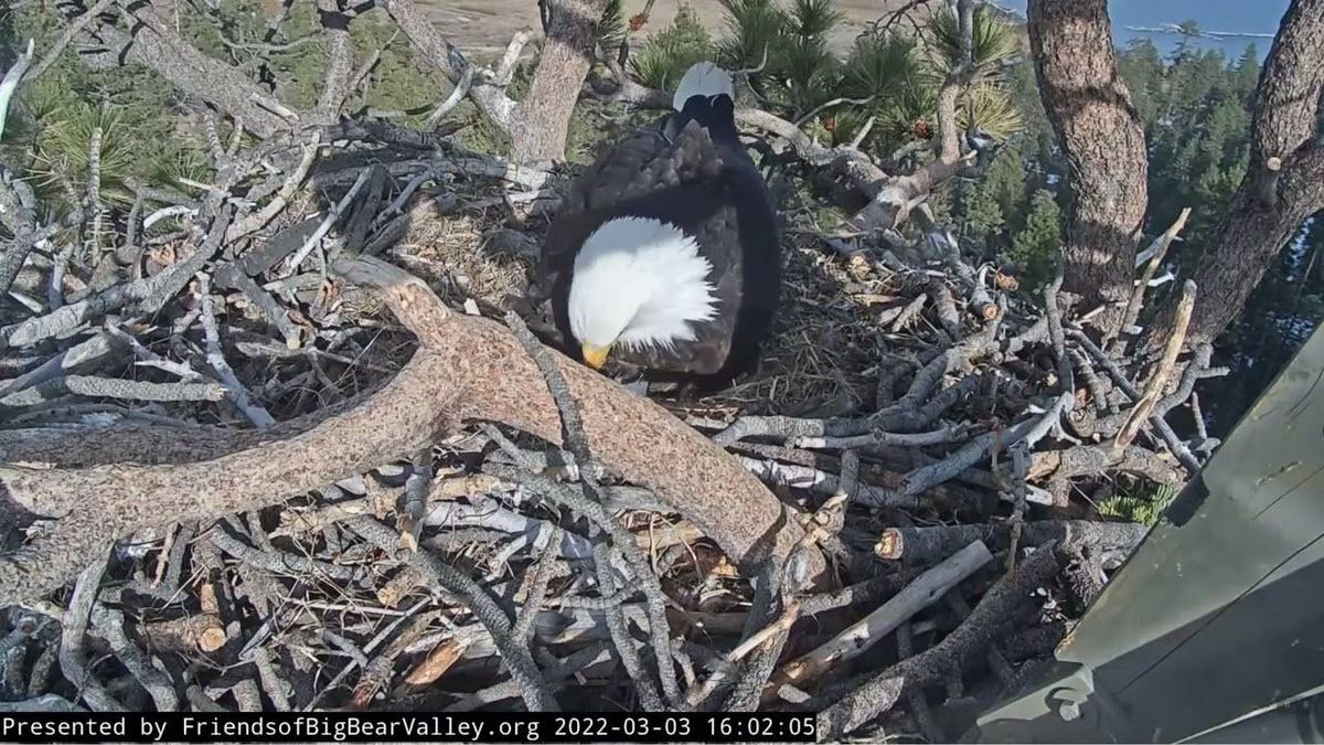 WATCH: Baby bald eagle hatches on live video