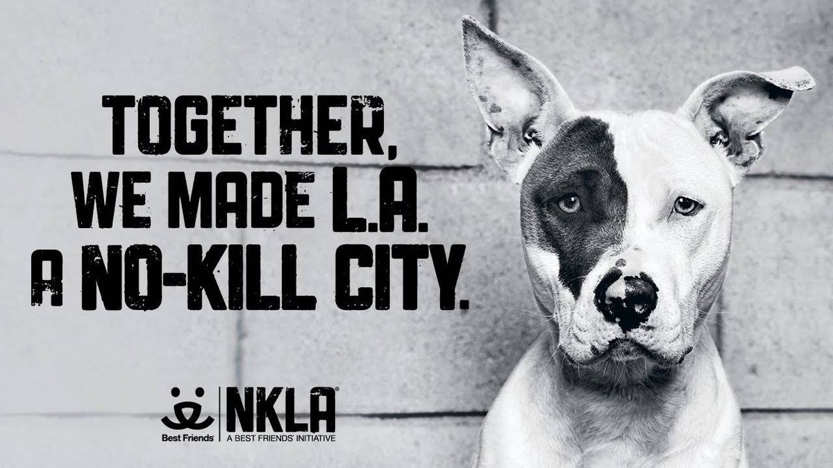 Los Angeles officially becomes 'no kill' city – largest in the country