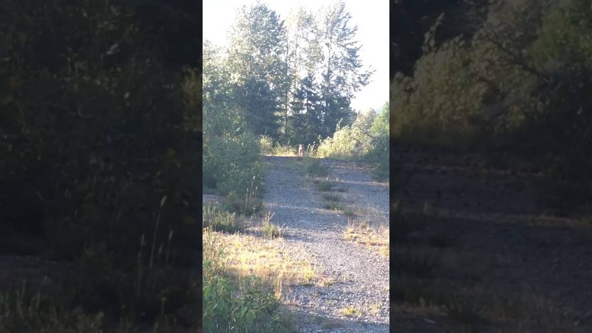 Woman Uses Metallica Music to Scare Off Cougar