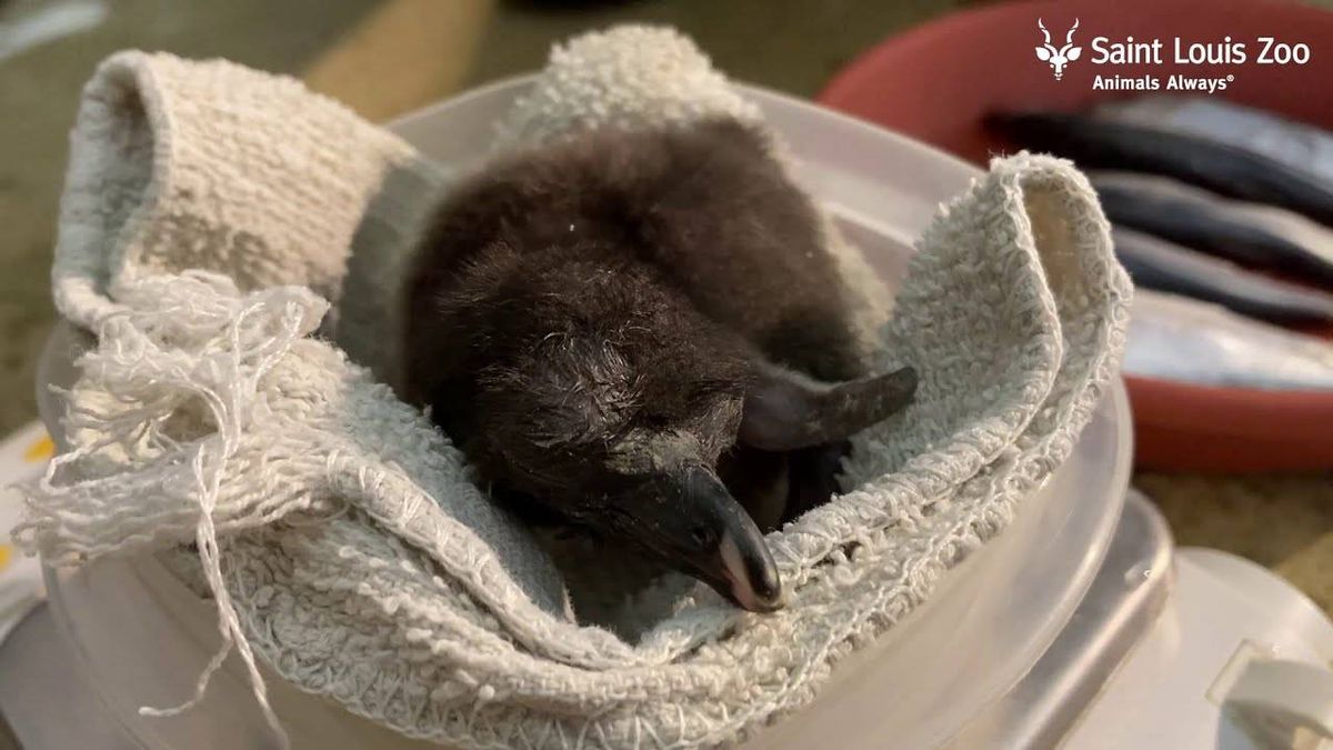Meet Opal: First rockhopper penguin chick hatched at Saint Louis Zoo in a decade