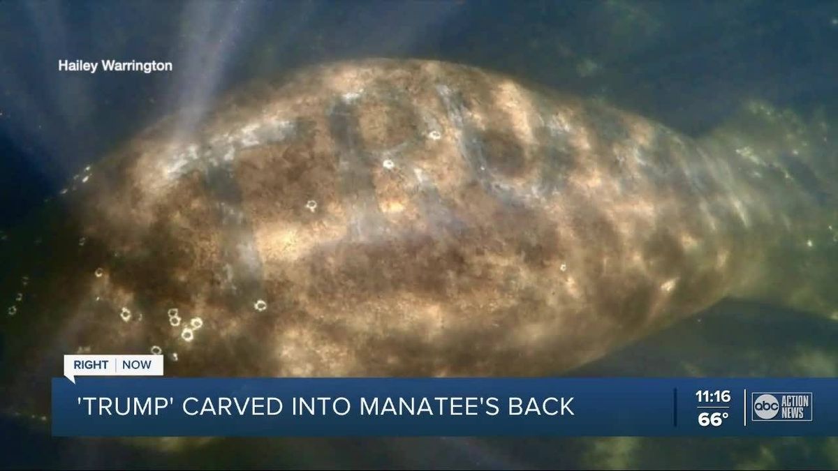 $5,000 reward offered after manatee found with 'TRUMP' carved into its back in Florida