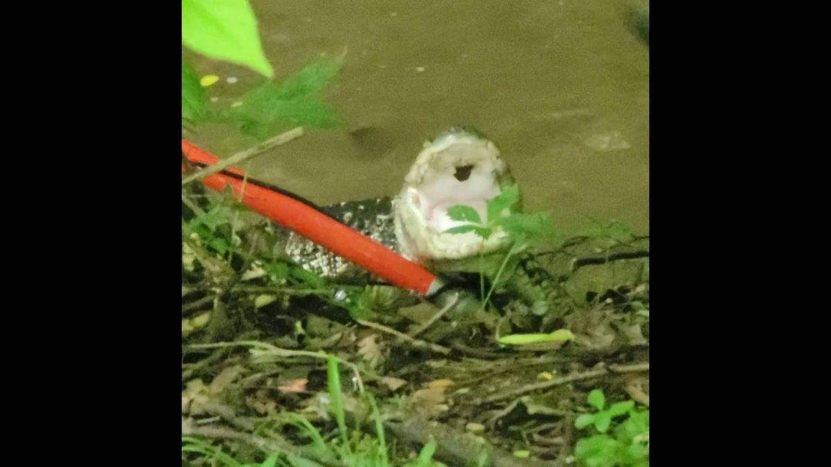 'I just saw an alligator!' Wildwood resident shocked to find gator in backyard [ VIDEO ]