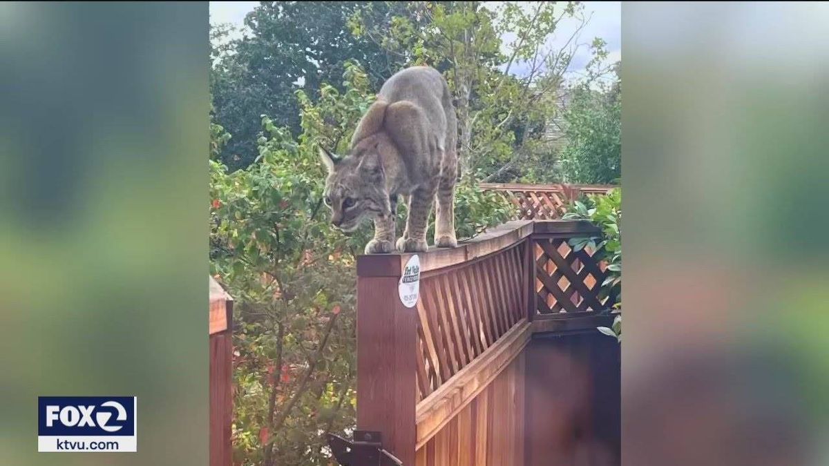 Livermore pet owners on alert for bobcat prowling neighborhoods in the area