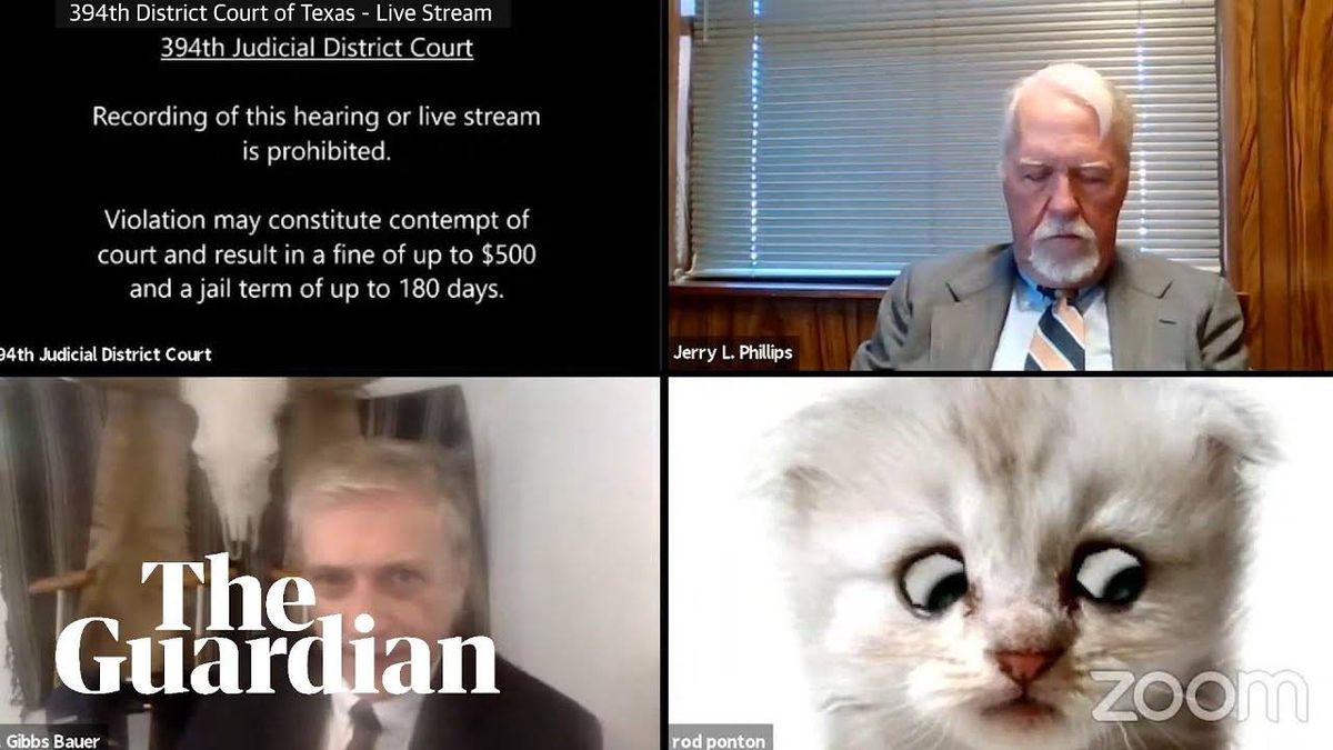 The Cat Lawyer Video You Have to Watch!