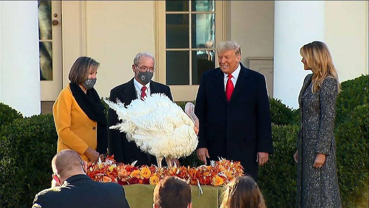 VIDEO: Trump pardons Cob, the national Thanksgiving turkey, at the White House