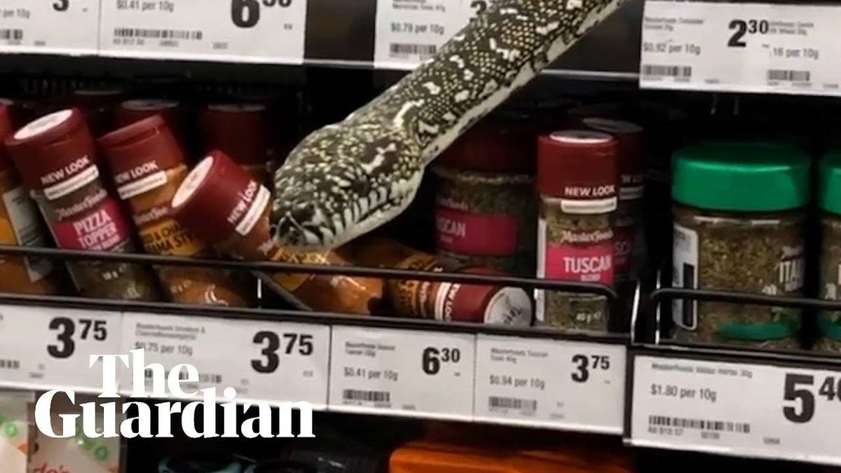 WATCH: 10-foot python shocks shoppers, slithers through supermarket