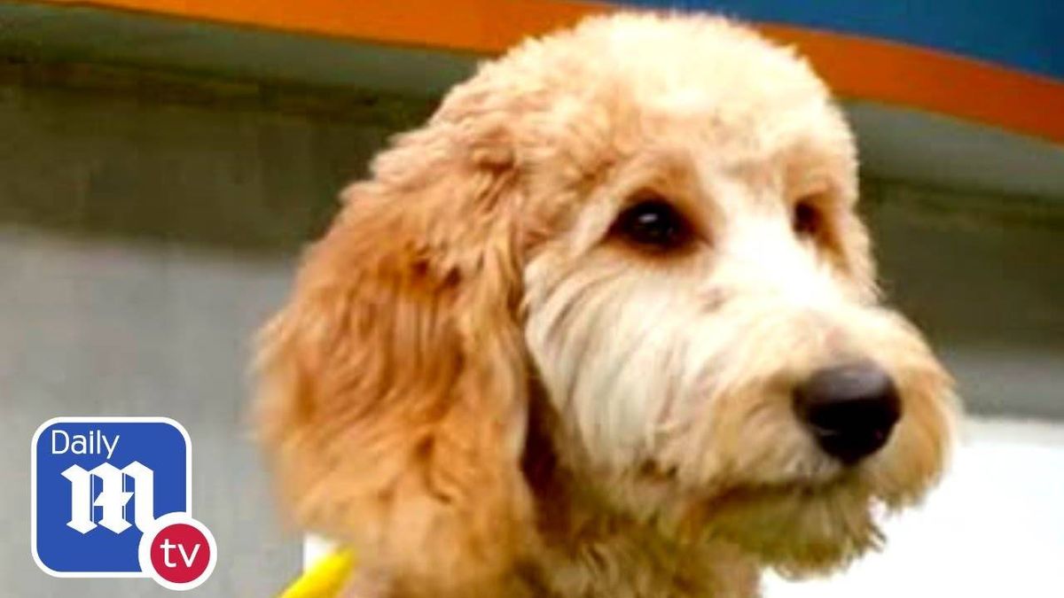 Meet this year's Puppy Bowl puppies!