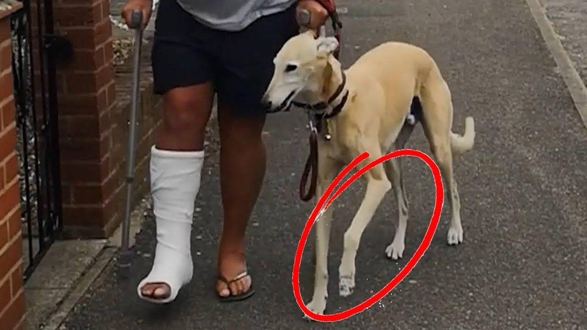 Dog Imitates Owner's Limp in Heartwarming Show of 'Sympathy' [VIDEO]