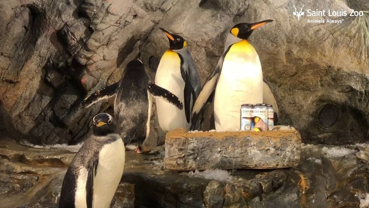 Brewery releases official beer of Saint Louis Zoo