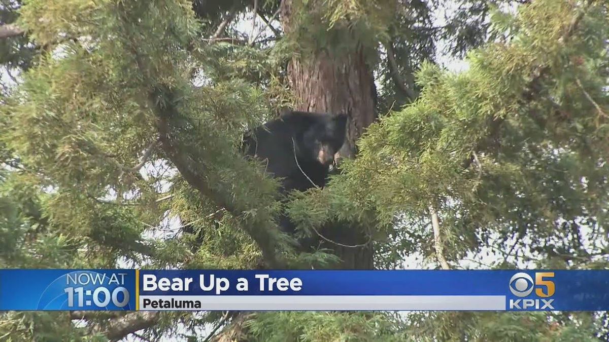 The bear necessities: 500-pound Petaluma bear gets stuck in tree