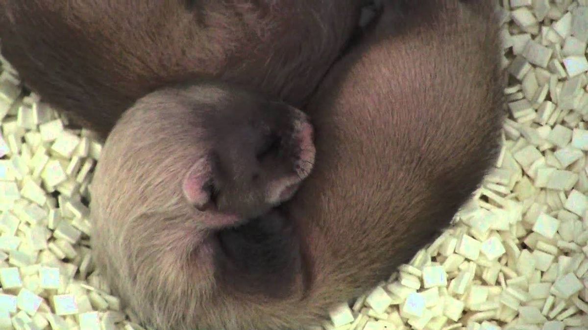 Black-footed ferret 1st endangered animal native to the US to be cloned