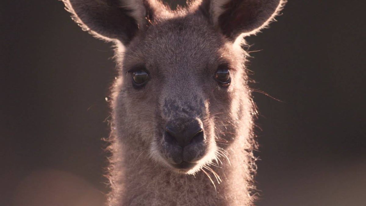 New short film graphically unveils Nike's part in kangaroo slaughter in the making of soccer shoes