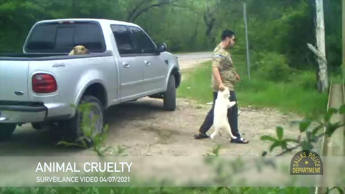 Security photos, video show man wanted for animal cruelty deaths in Dallas