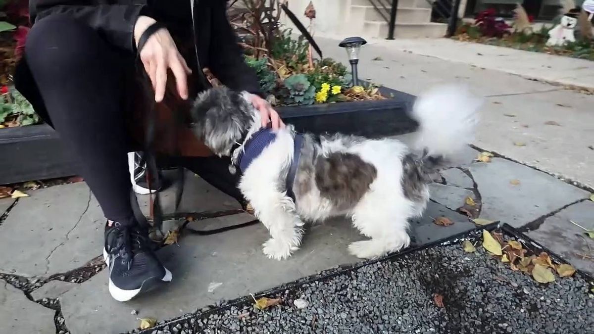 This handsome dog is ready to find a loving family