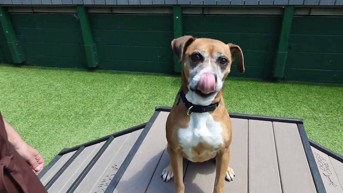 This playful older dog is looking for a second chance at life
