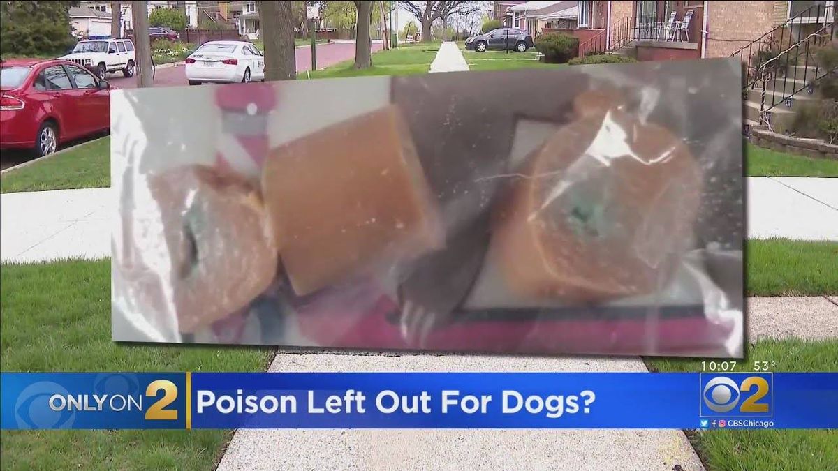 Morgan Park neighbors accuse woman of putting poison-laced hot dogs in yard for dogs to eat