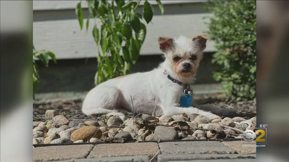 Person finds Bensenville woman's missing dog, but still has not returned it