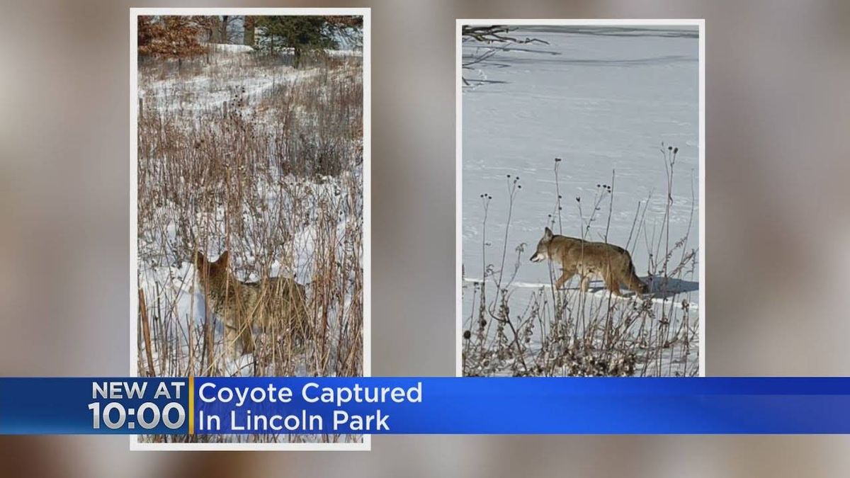 Video: Coyote captured after roaming Lincoln Park