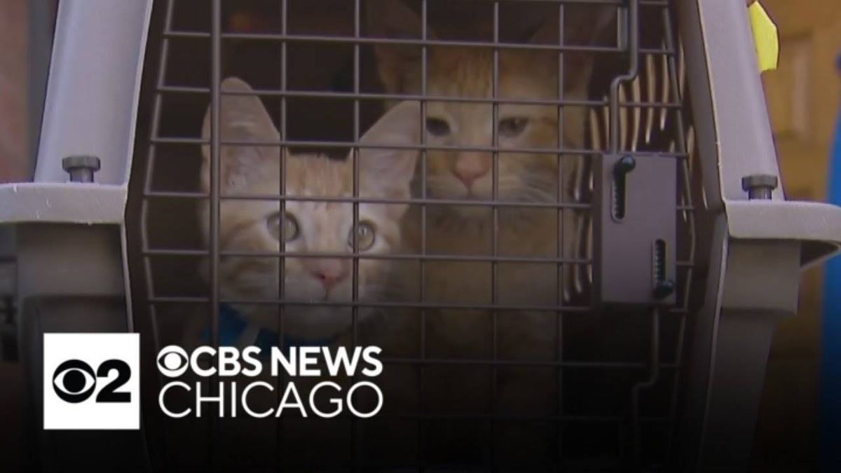 NW suburban animal shelter floods, stranding dozens of pets