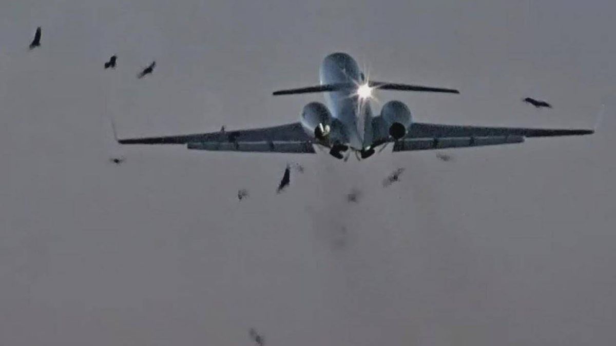 WATCH: Military plane strikes flock of birds while trying to take off at Midway