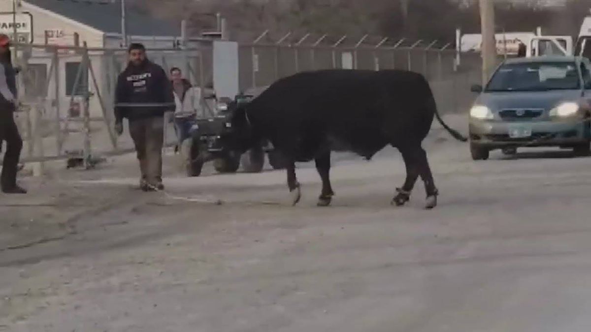 Cattle have to be wrangled on I-80 in Joliet after drunken crash