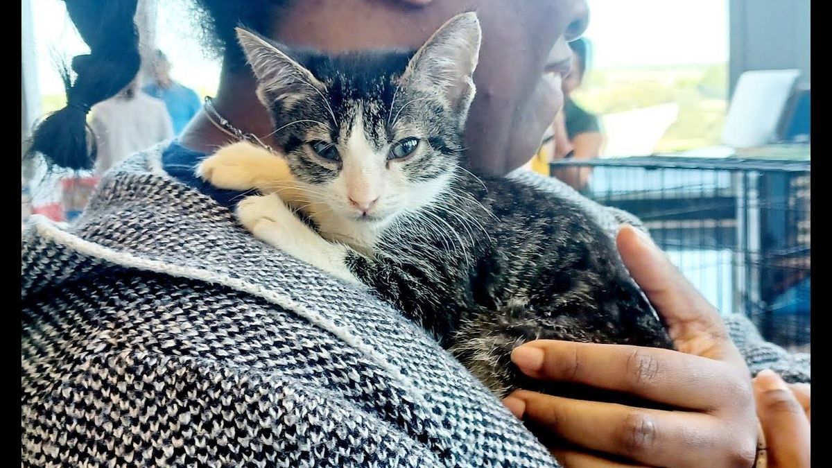 Fort Worth turns city hall into 'Kitty Hall'