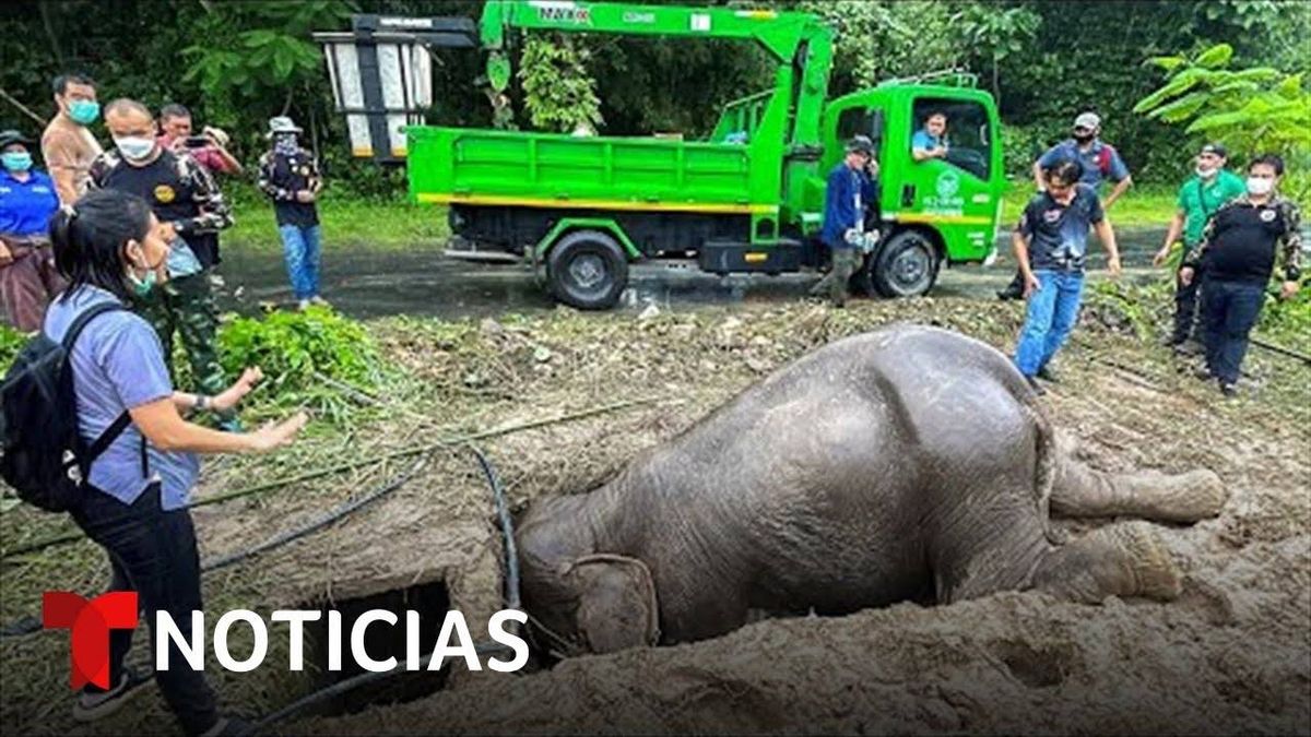A Punto De Morir Elafanta Y Su Cria Son Rescatados De Un Drenaje